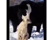 Adorable! Cow Absolutely Loves Doggo!
