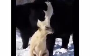 Adorable! Cow Absolutely Loves Doggo! - Animals - VIDEOTIME.COM