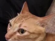 Wait, What Just Happened To Catto's Ears?