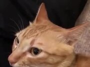 Wait, What Just Happened To Catto's Ears?