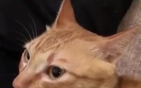 Wait, What Just Happened To Catto's Ears? - Animals - VIDEOTIME.COM