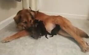 Doggo Adopts Orphaned Kittens! - Animals - VIDEOTIME.COM
