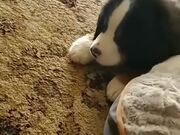 Pupper's Encounter With A Squeaky Toy!