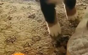 Pupper's Encounter With A Squeaky Toy! - Animals - VIDEOTIME.COM