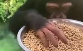 Chimpanzee Is Feeding The Fishes! - Animals - VIDEOTIME.COM