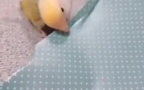 Small Parrot Is Really Big About Fashion! - Animals - VIDEOTIME.COM