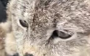 Cat Lovers, Here's A Purring Lynx For You! - Animals - VIDEOTIME.COM