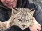 Cat Lovers, Here's A Purring Lynx For You!