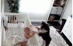 Dogs Can Be The Best Babysitters! - Animals - VIDEOTIME.COM
