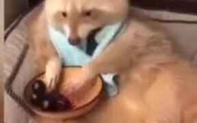 An Albino Raccoon Eating A Bowl Of Cherries - Animals - VIDEOTIME.COM