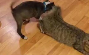 Catto Is In An Unwanted Game Of Tug Of War - Animals - VIDEOTIME.COM