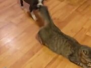 Catto Is In An Unwanted Game Of Tug Of War