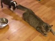 Catto Is In An Unwanted Game Of Tug Of War