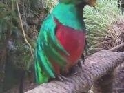 Mexico's Bird Quetzal Looks Absolutely Stunning