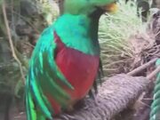Mexico's Bird Quetzal Looks Absolutely Stunning