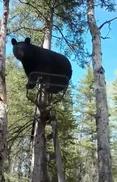Most Civil Interaction Between A Bear And A Human