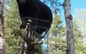 Most Civil Interaction Between A Bear And A Human - Animals - VIDEOTIME.COM