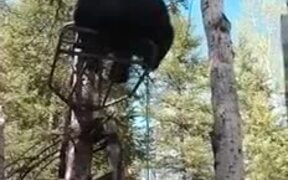 Most Civil Interaction Between A Bear And A Human - Animals - VIDEOTIME.COM