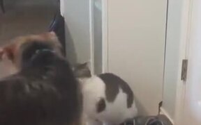 Doggo Just Wants To Be With Catto! - Animals - VIDEOTIME.COM