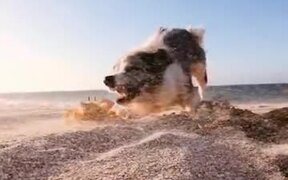 It's Doggo Vs Crab! - Animals - VIDEOTIME.COM