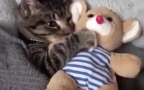 Cat Needs To Be Tucked In And Get A Teddy - Animals - VIDEOTIME.COM