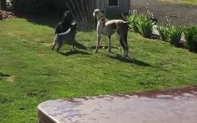 Dogs Beating The Heat With The Garden Sprinklers! - Animals - VIDEOTIME.COM