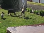 Dogs Beating The Heat With The Garden Sprinklers!