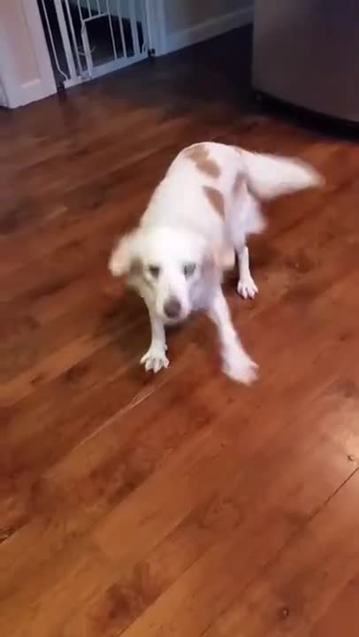 Dog Gets Really Happy About Dinner!