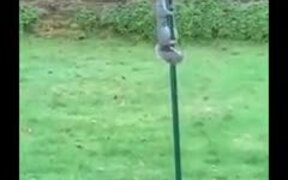 Squirrel Tries To Climb Slippery Pole - Animals - VIDEOTIME.COM
