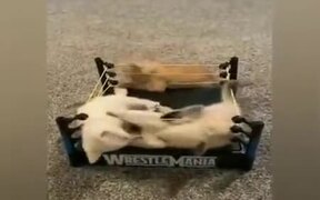 The Most Intense Wrestling Match Ever! - Animals - VIDEOTIME.COM