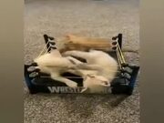 The Most Intense Wrestling Match Ever!