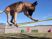 This Is The Doggo Of Balance!