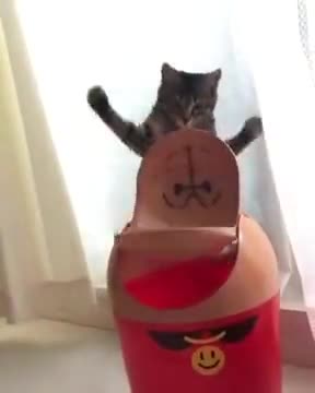 Cat Having Fun Flipping A Lid!
