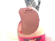 Cat Having Fun Flipping A Lid!