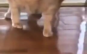 What A Fat Cat! - Animals - VIDEOTIME.COM