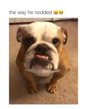 The Most Understanding Dog Ever