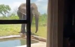 Imagine Looking Out The Window - Animals - VIDEOTIME.COM