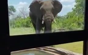 Imagine Looking Out The Window - Animals - VIDEOTIME.COM