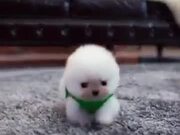 Cutest Ball Of Happiness Ever!