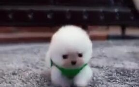 Cutest Ball Of Happiness Ever! - Animals - VIDEOTIME.COM