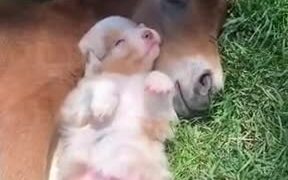 Absolutely Adorable Foal And Puppy Sleeping! - Animals - VIDEOTIME.COM