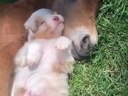 Absolutely Adorable Foal And Puppy Sleeping!