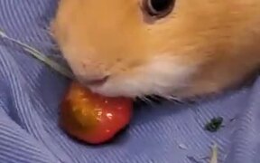 When You Eat During Class! - Animals - VIDEOTIME.COM
