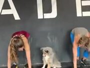 Doggo Copies The Moves Of The Humans!