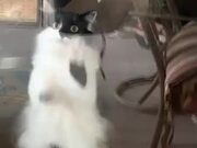 This Is How Cats Ask You The Open The Door