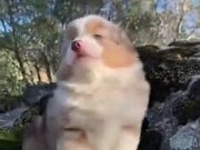 Little Puppy Does It's First Awoo!