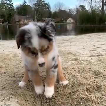 Little Pupper Is Very Excited About Digging!
