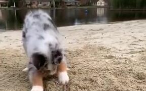 Little Pupper Is Very Excited About Digging! - Animals - VIDEOTIME.COM