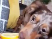 Doggo Didn't Like The Taste Of Lemon!