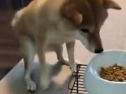 Dog Just Can't Wait To Eat!